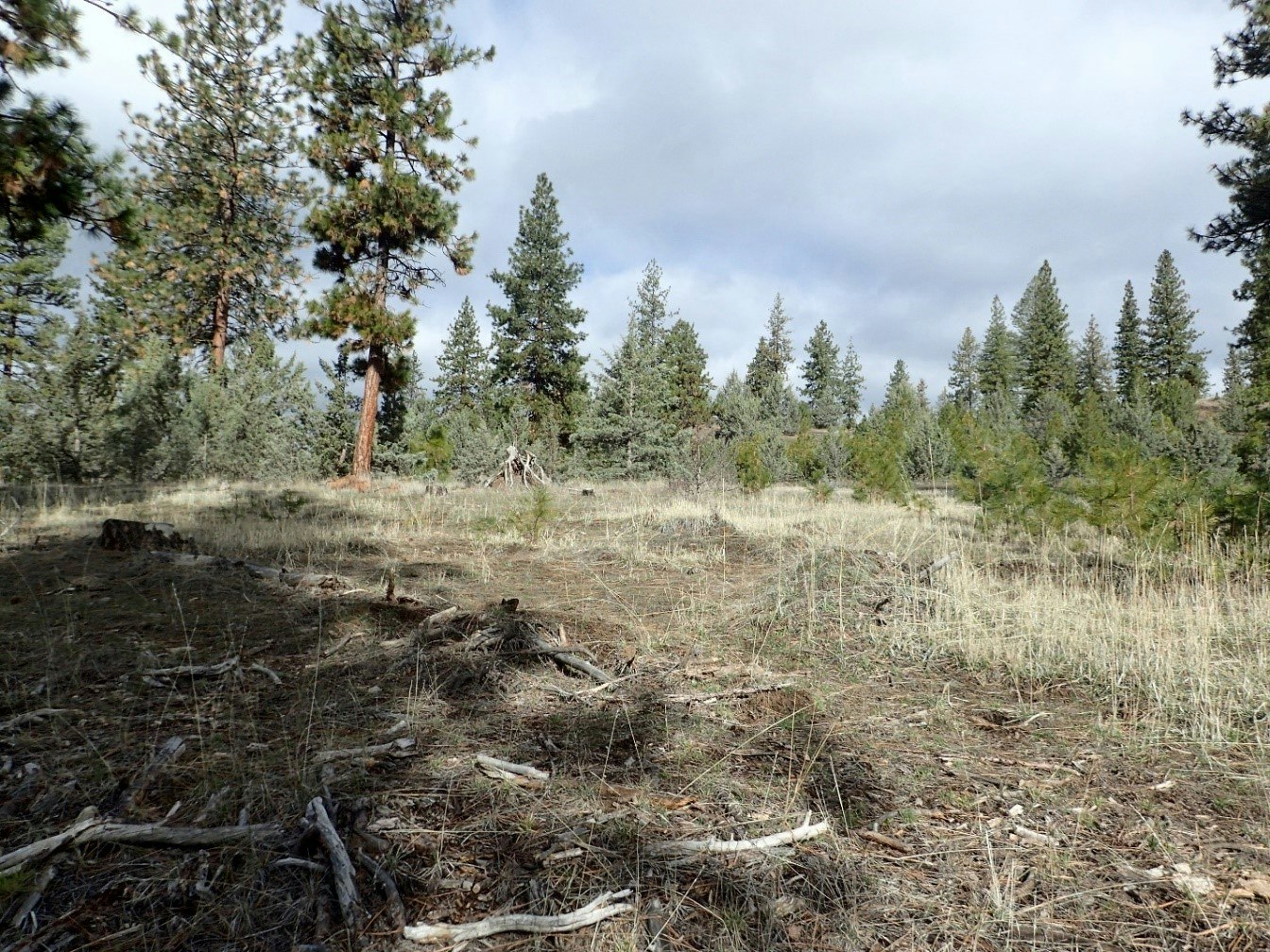 A forested area with pine trees, underbrush, and a cloudy sky.