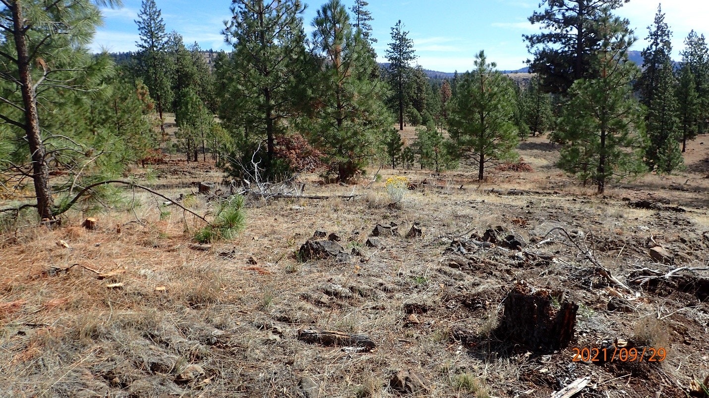 A forest landscape with pine trees, dead wood, grass, and a clear sky.