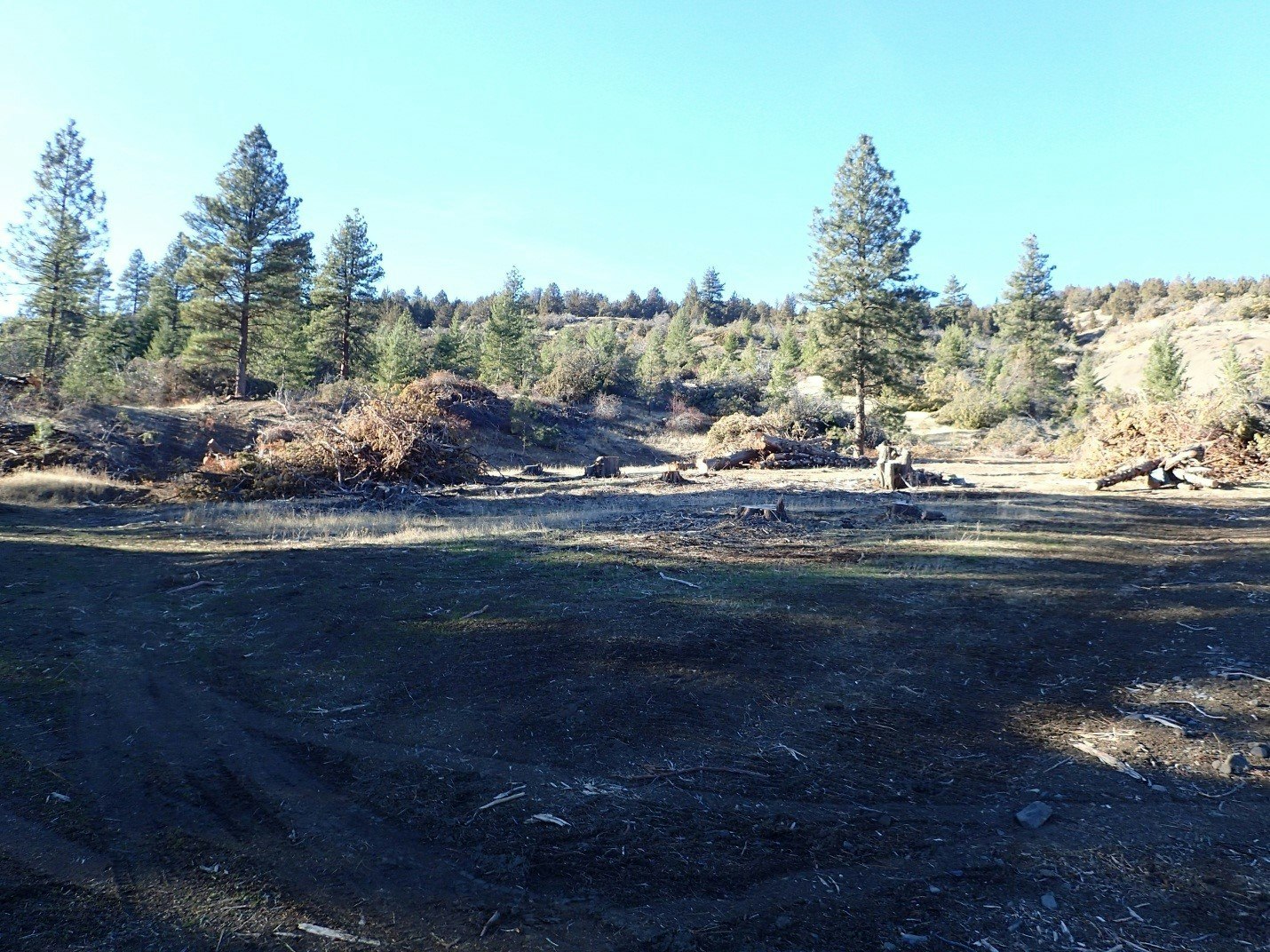 A clearing in a forest with piles of brush, trees, and clear skies.