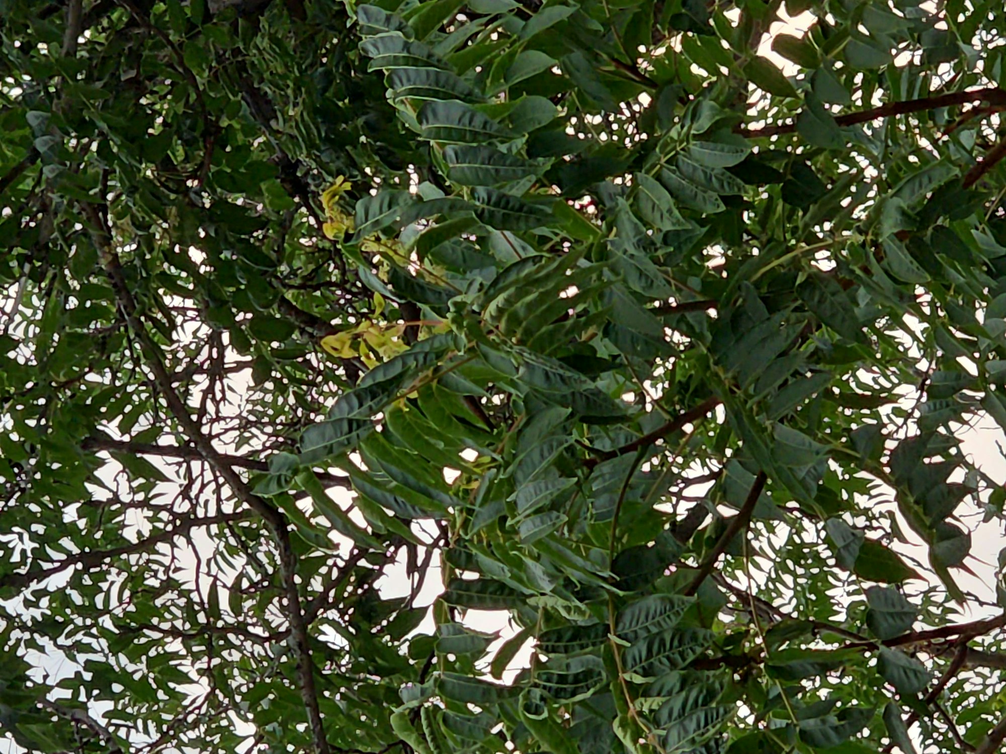 Green leaves with some holes, possibly from insect feeding or disease.