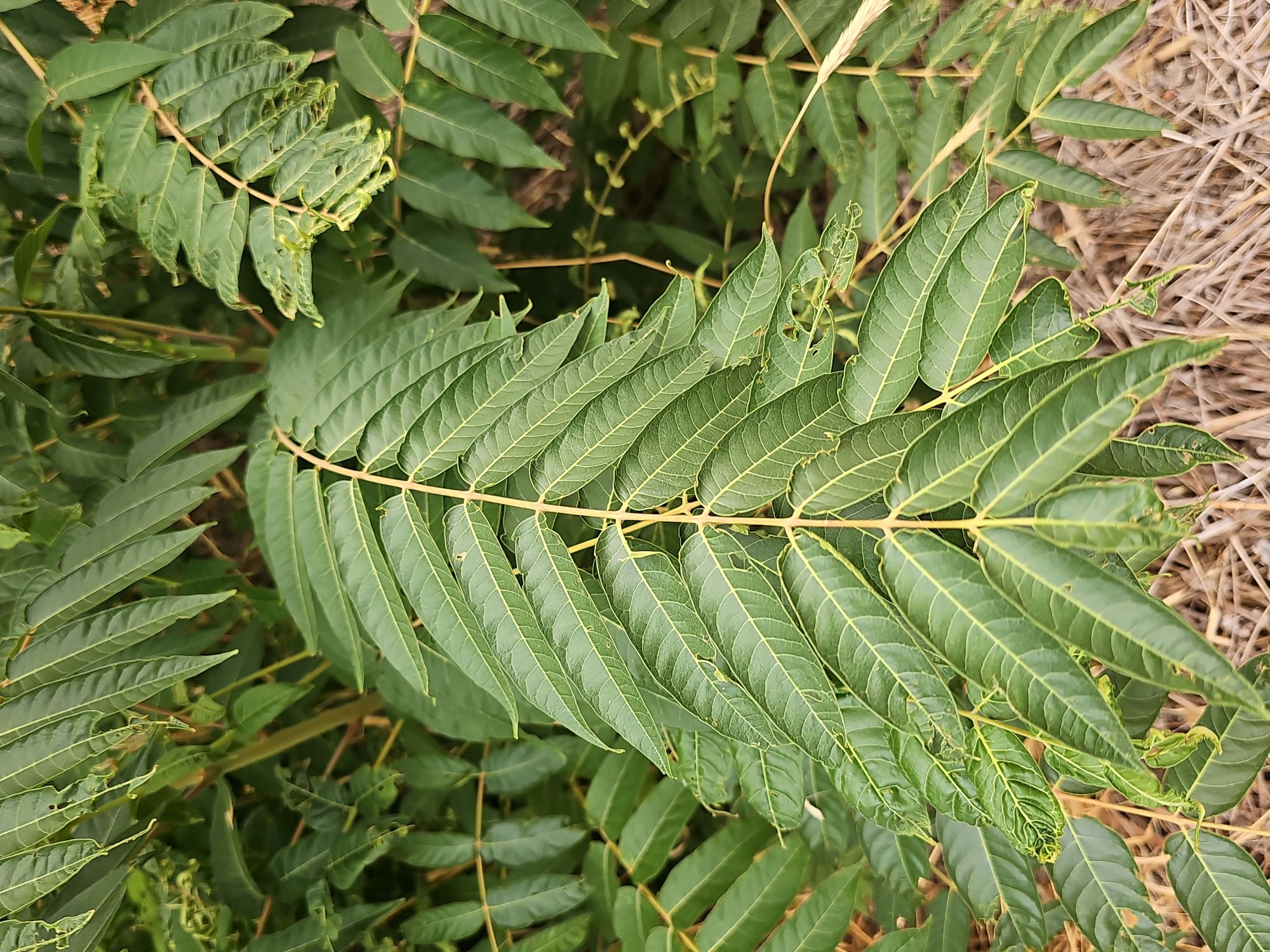 Close-up of a plant with compound leaves, possibly suffering from pest or disease damage.