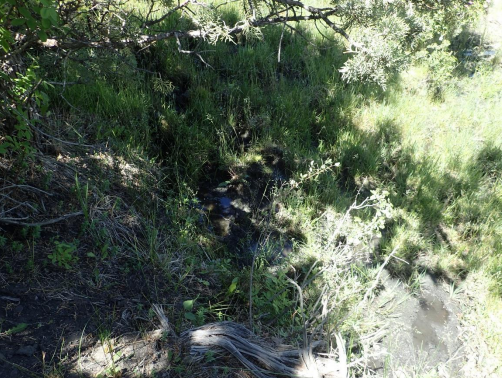 A small stream meandering through dense greenery with overhanging branches in a natural setting.