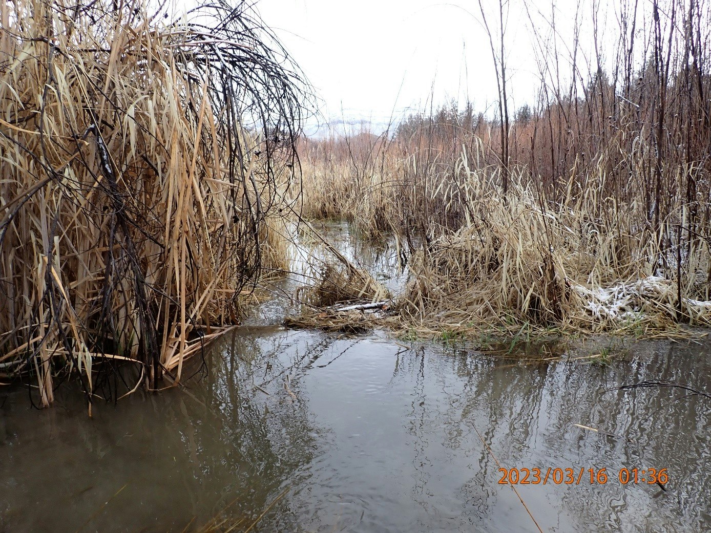 A waterway bordered by dry reeds and leafless branches, with a date/time stamp in the corner.