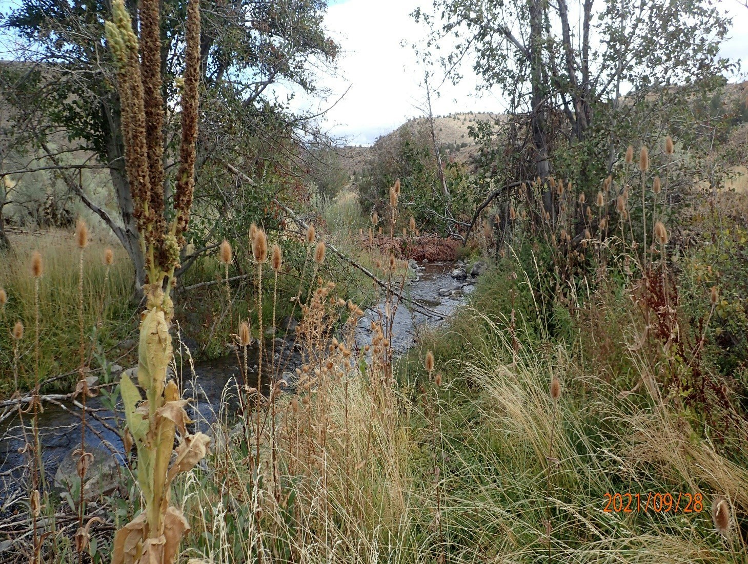 A stream flows through a grassy area with taller plants in the foreground and trees in the background, under an overcast sky.