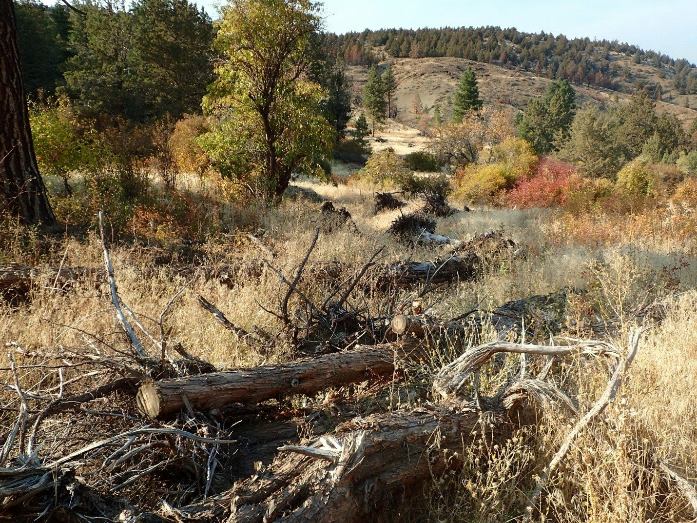 Autumnal landscape with fallen trees, dry grass, and colorful foliage on a sunny day.