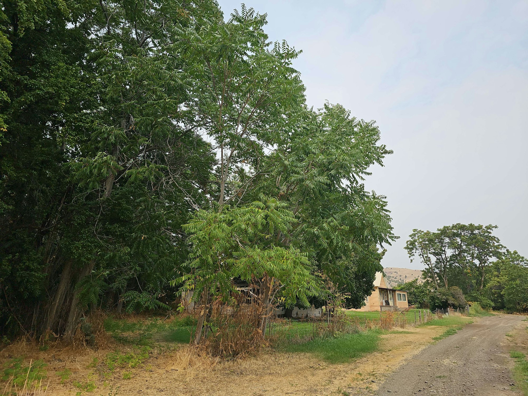 Rural landscape with trees, a path, and a glimpse of a house hidden by foliage.