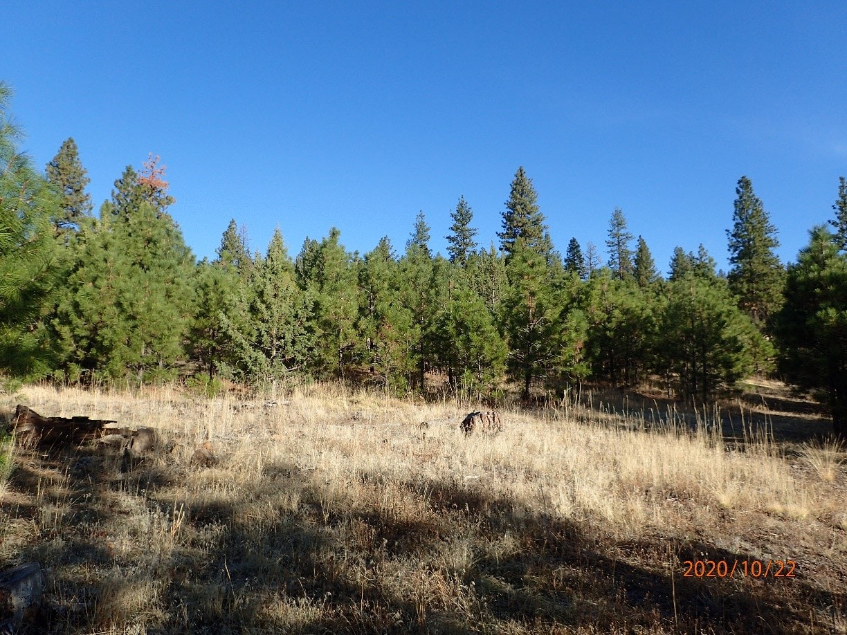 A sunny forest scene with pine trees and dry grass, clear blue sky overhead, and a date stamp: "2020/10/22."