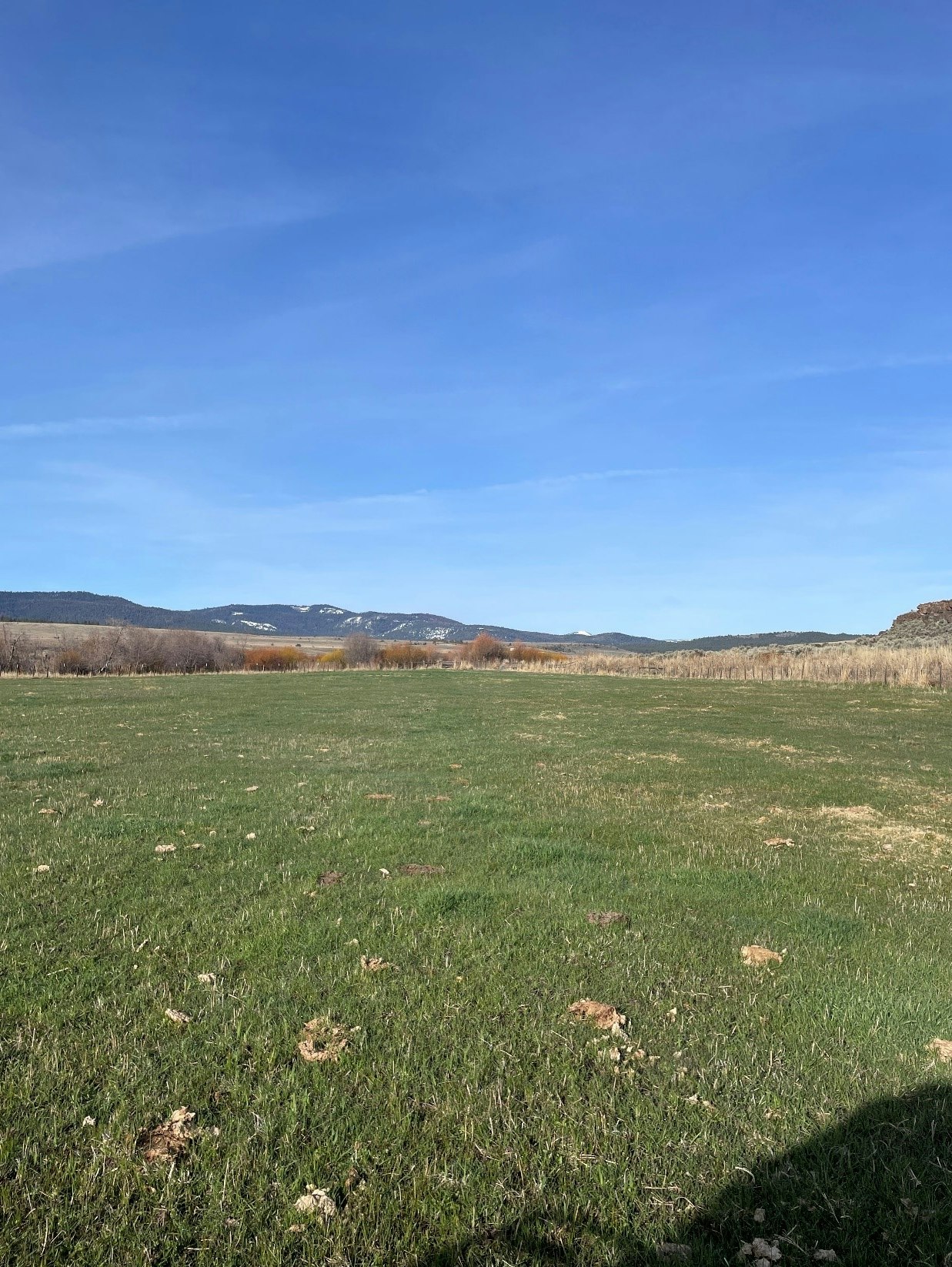 A rotated landscape with clear blue sky and a green field with sparse trees in the background.