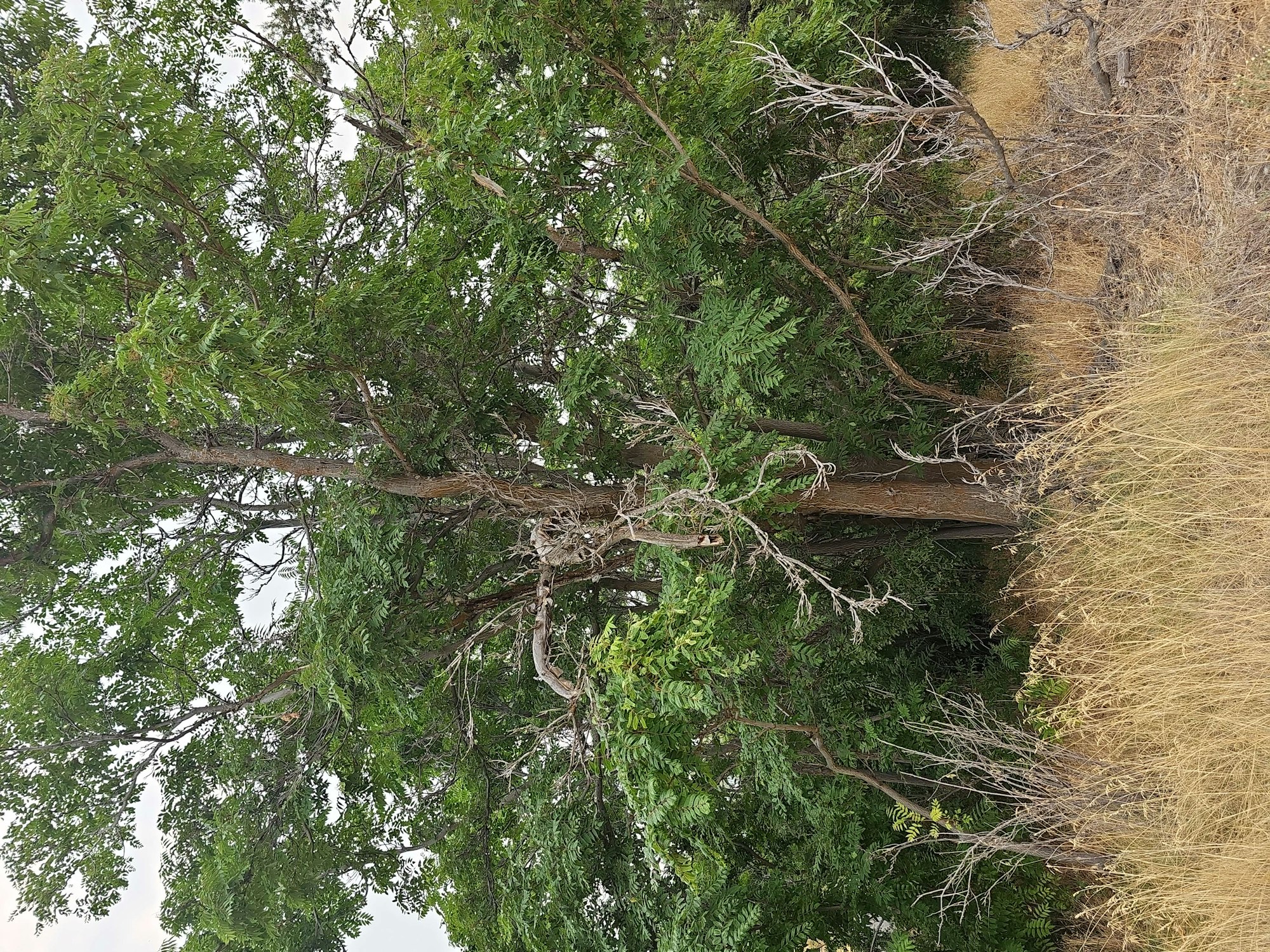 A tree with green foliage and dry grass beneath, under an overcast sky.