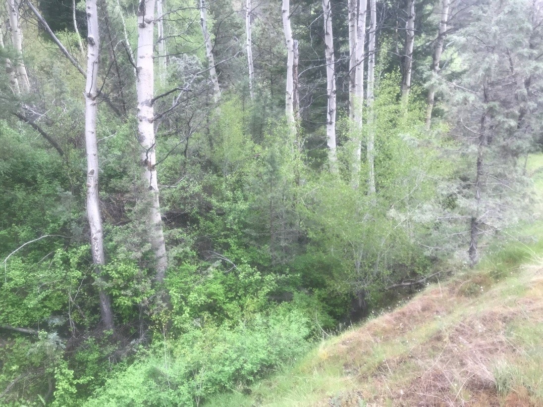 May contain: grove, land, nature, outdoors, plant, tree, vegetation, woodland, wilderness, jungle, rainforest, path, grass, scenery, landscape, birch, and conifer