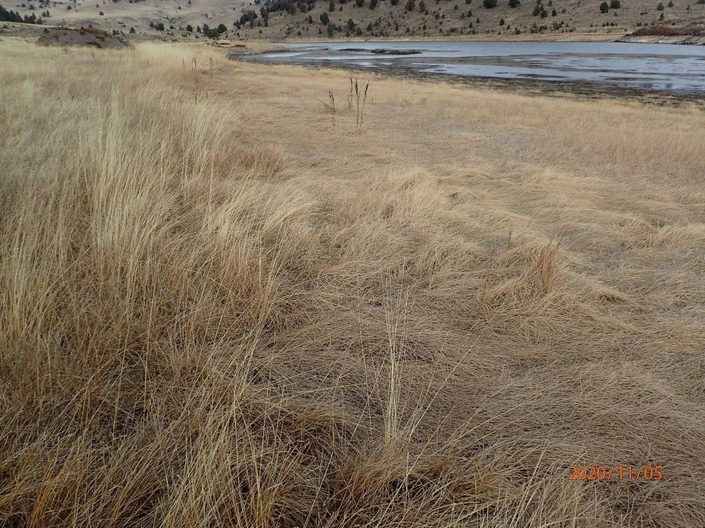 Dry grassy field with a water body and hills in the distance, overcast sky.