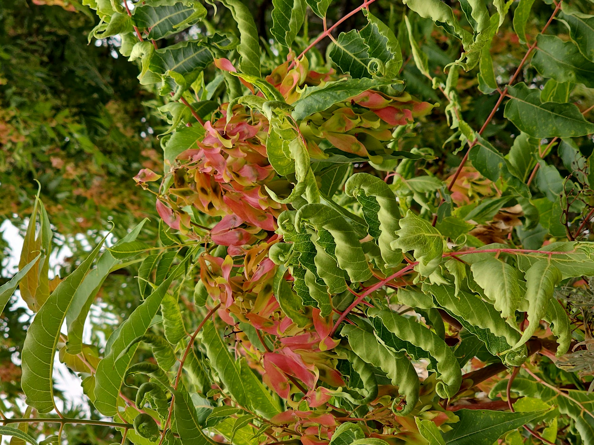 Green leaves with some red-pink tones, possibly indicating a change in season or plant variety.