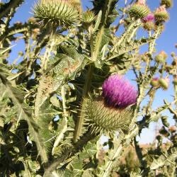 The image shows a thistle plant with spiky green leaves and purple flower buds against a blue sky.