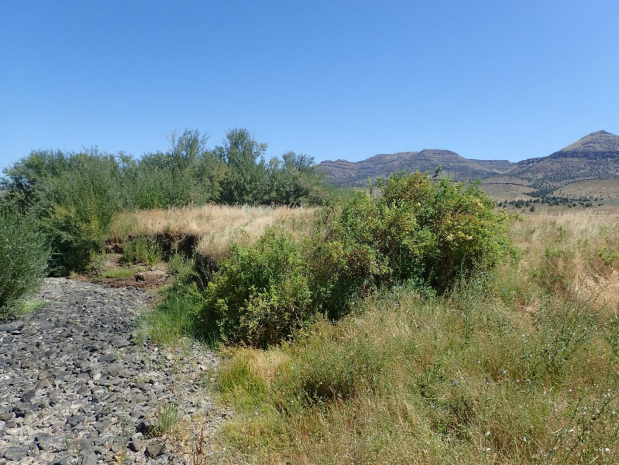 A dry riverbed with scattered rocks, surrounded by green shrubs and grass, with mountains in the background under a clear sky.