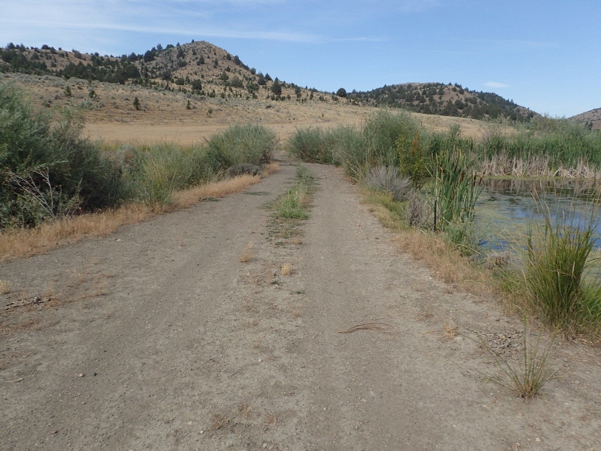 A dirt path leading towards hills, with bushes and a small pond on the side.