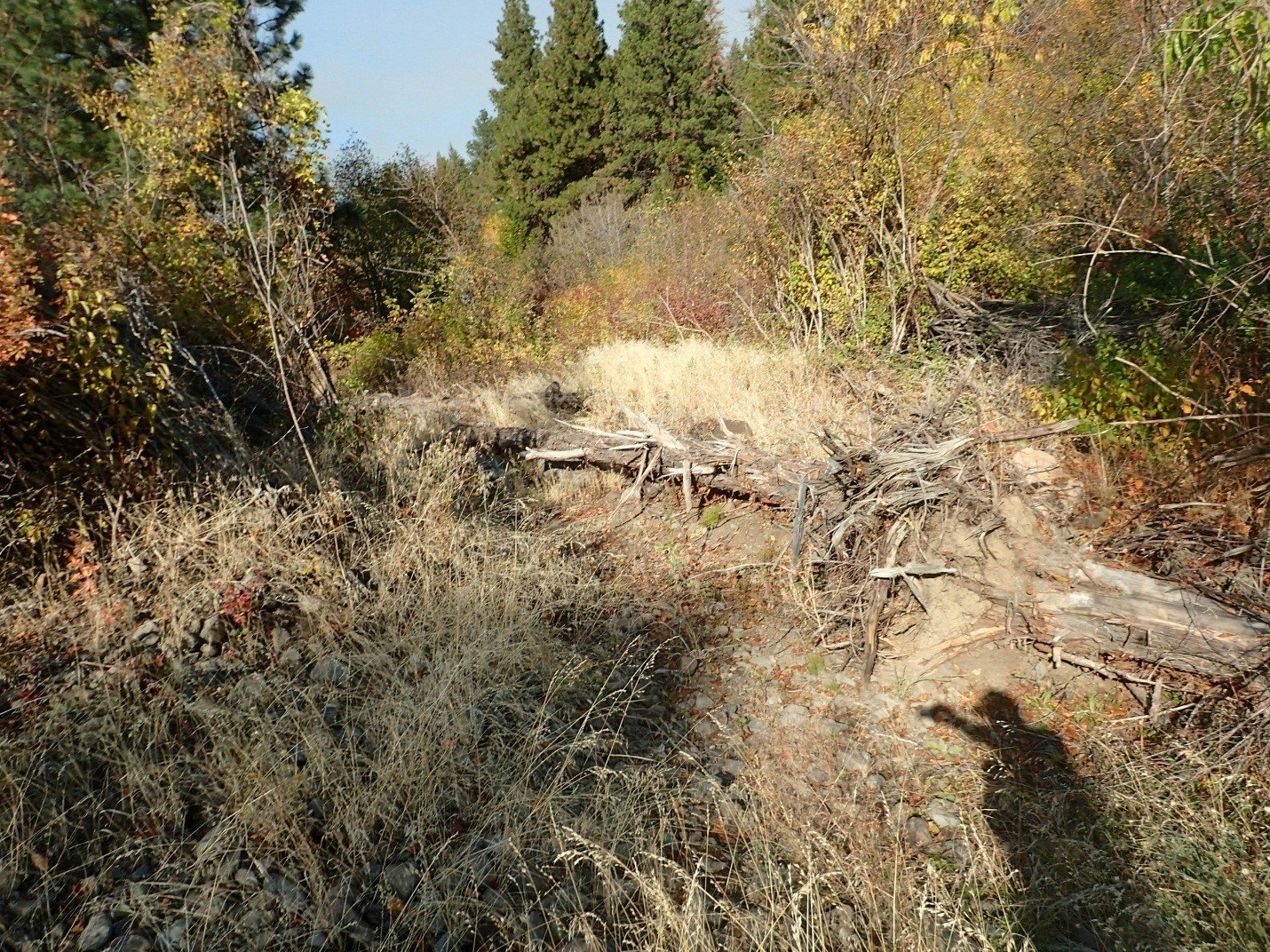 A wooded area with dry grass, fallen branches, and trees.