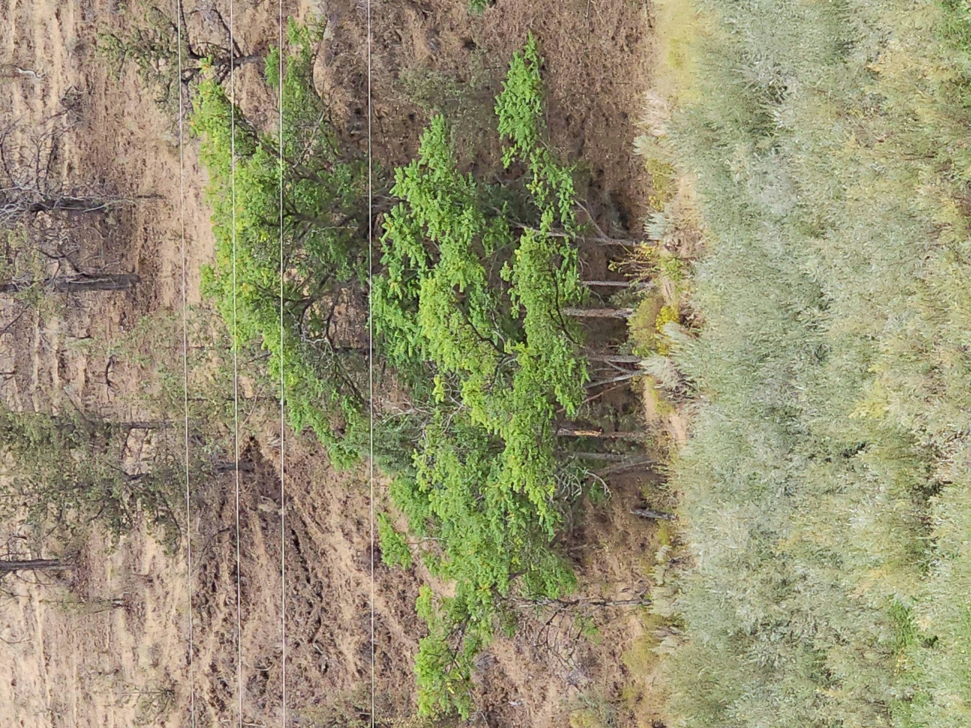 Aerial view of trees and terrain, split by vertical lines possibly indicating sections or property divisions.