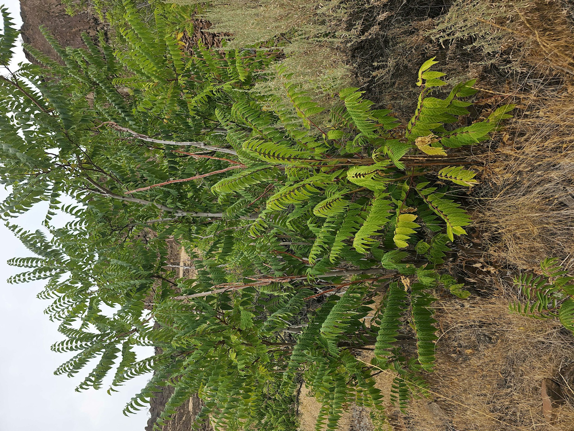 Green fern-like plants with multiple leaflets on a dry terrain.