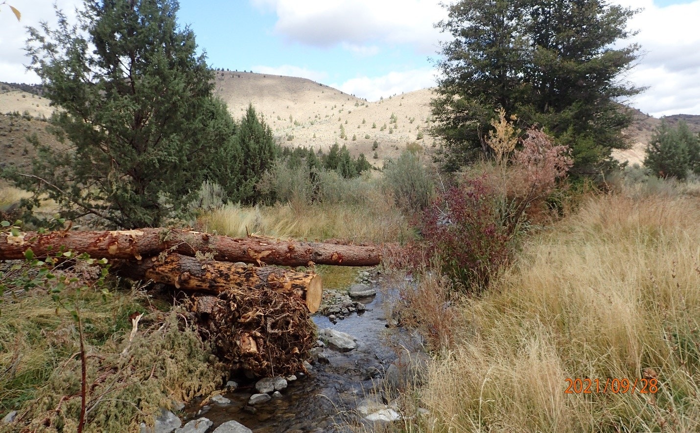 A fallen tree over a stream, surrounded by grasses, shrubs, and hills in the background.