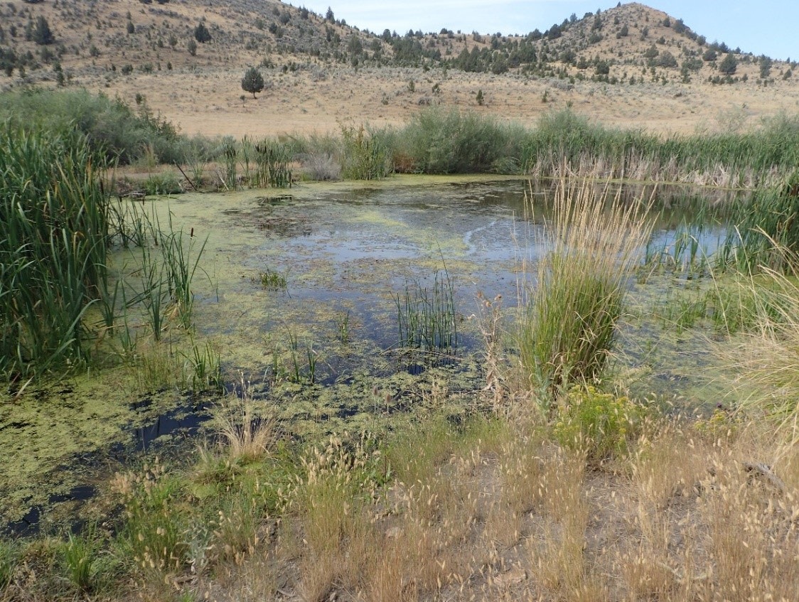 A pond with algae, surrounded by grasses and reeds, with a hilly landscape in the background.