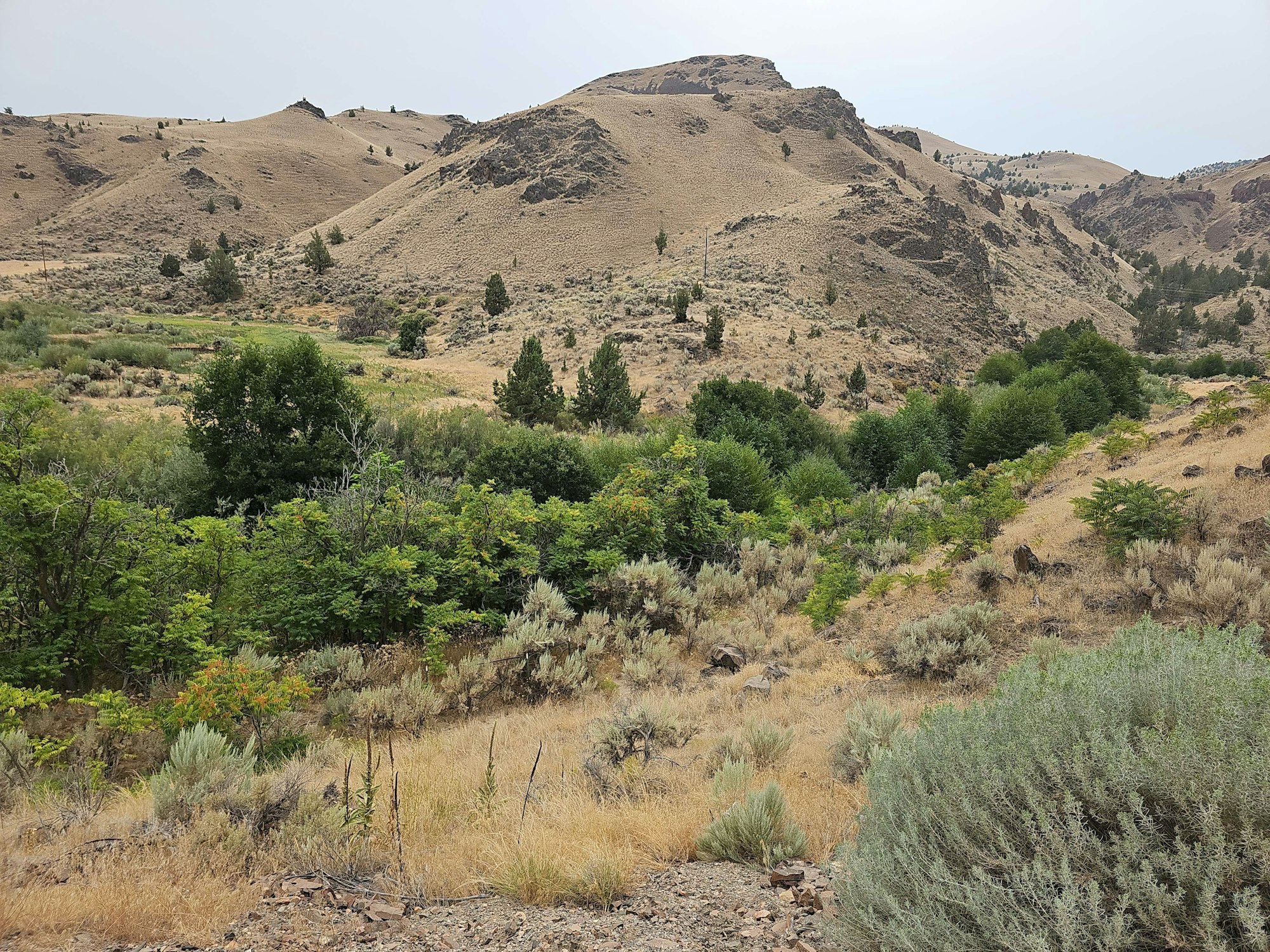 May contain: nature, outdoors, wilderness, plant, vegetation, grass, countryside, hill, fir, tree, and ground