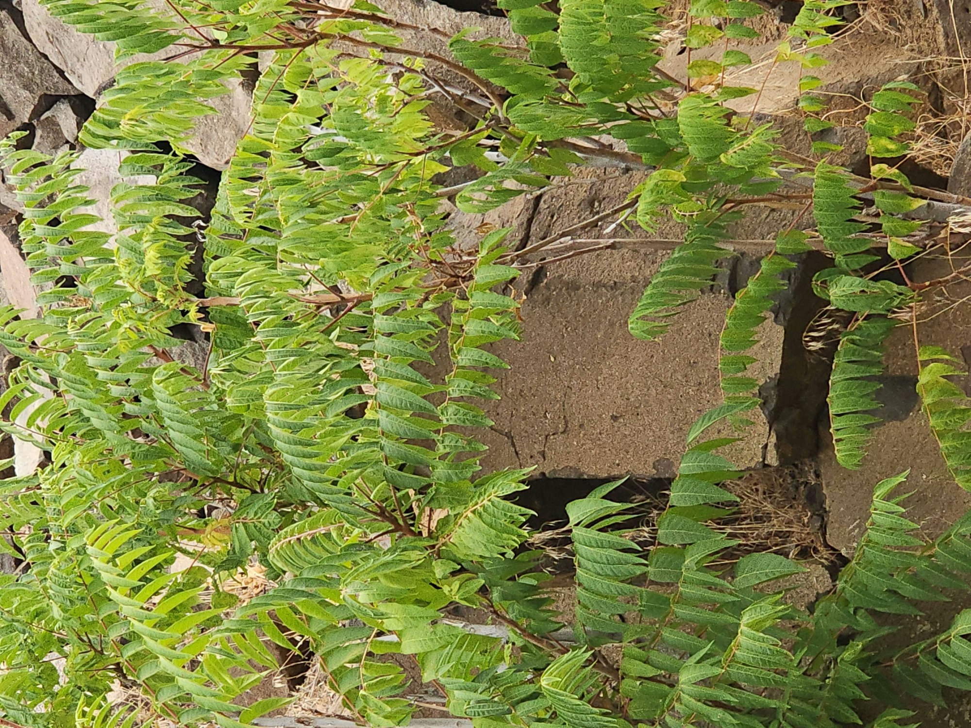 Ferns growing next to rough, brown stones.