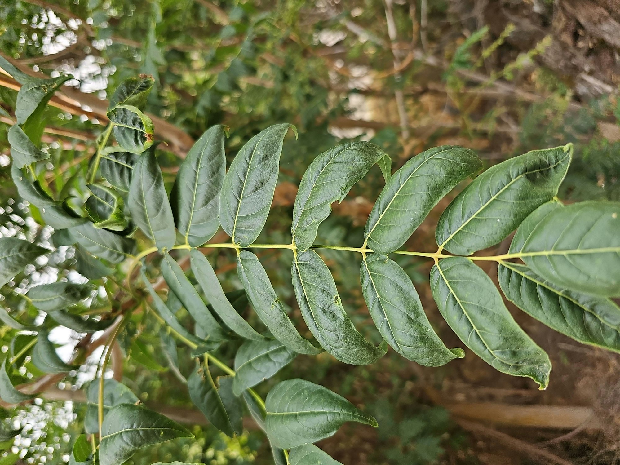 Green leaves on a branch with a blurred natural background.