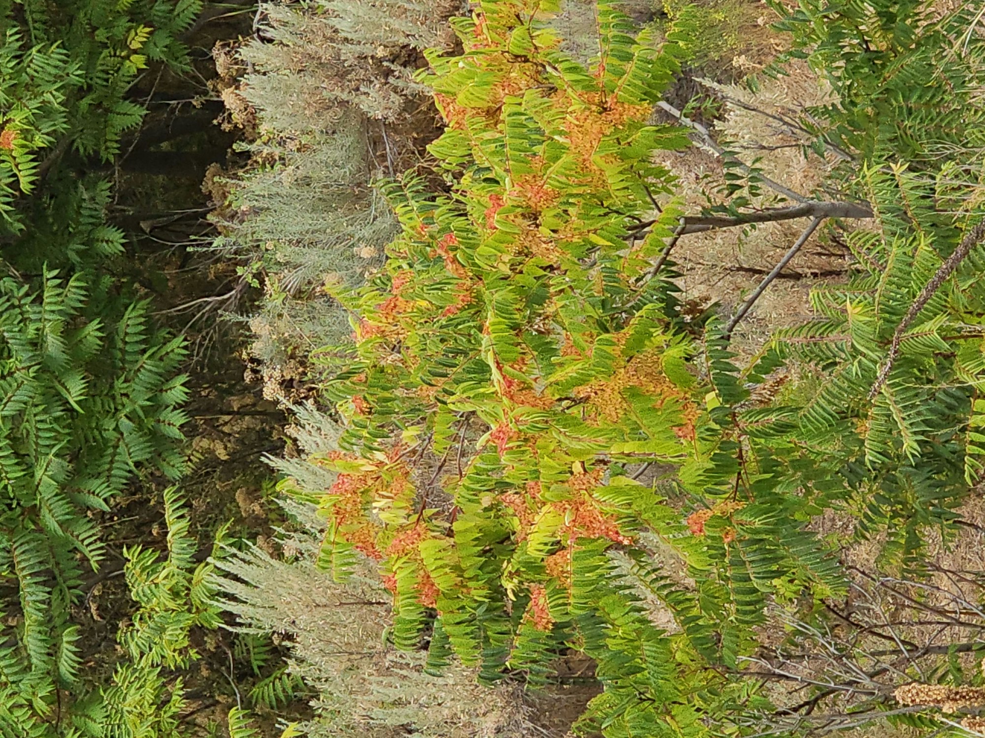 Lush greenery with fern-like plants and touches of orange, possibly indicating seasonal change.
