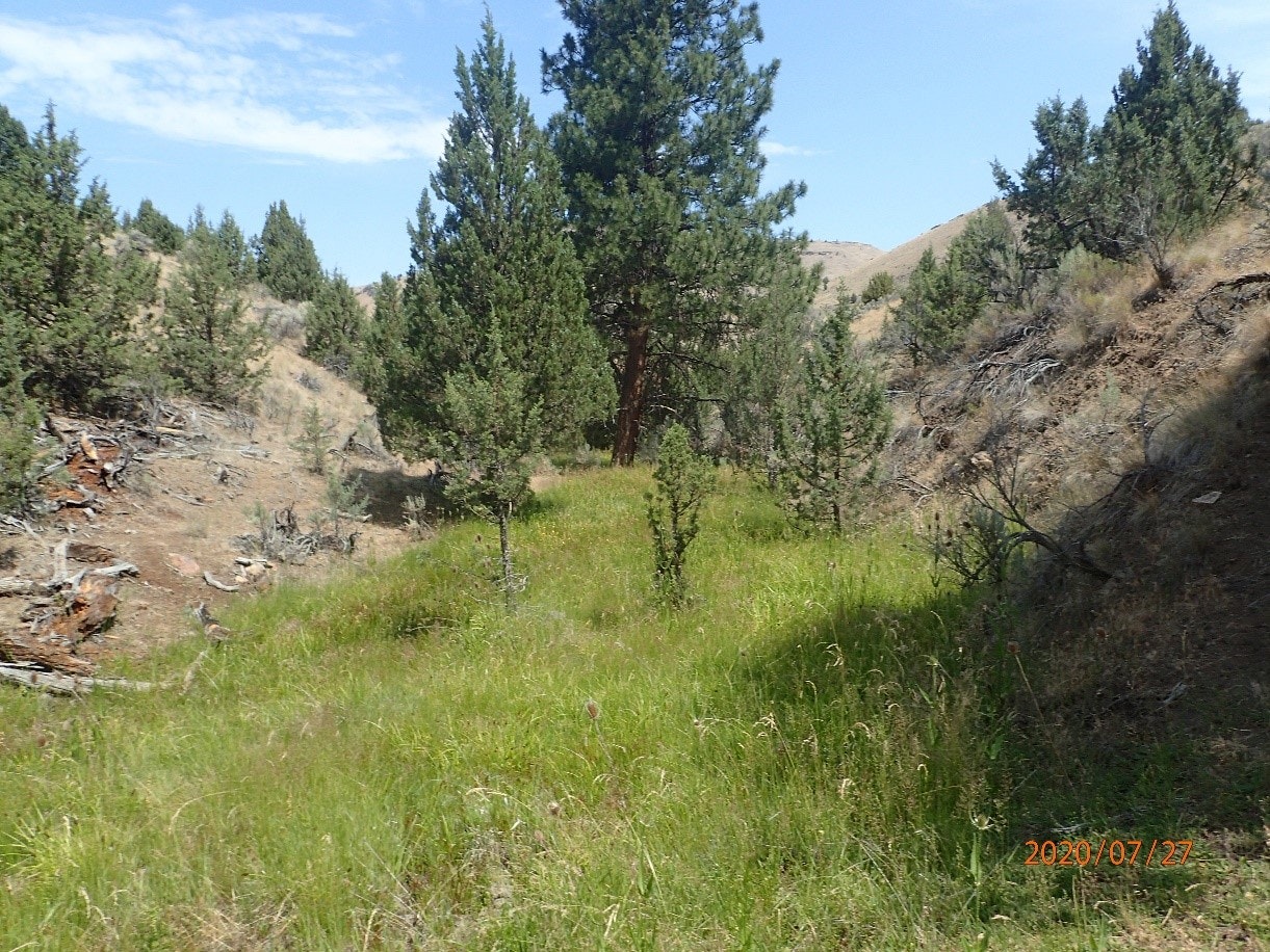 May contain: nature, outdoors, wilderness, plant, tree, vegetation, soil, grass, fir, grove, land, woodland, slope, pine, field, grassland, and conifer