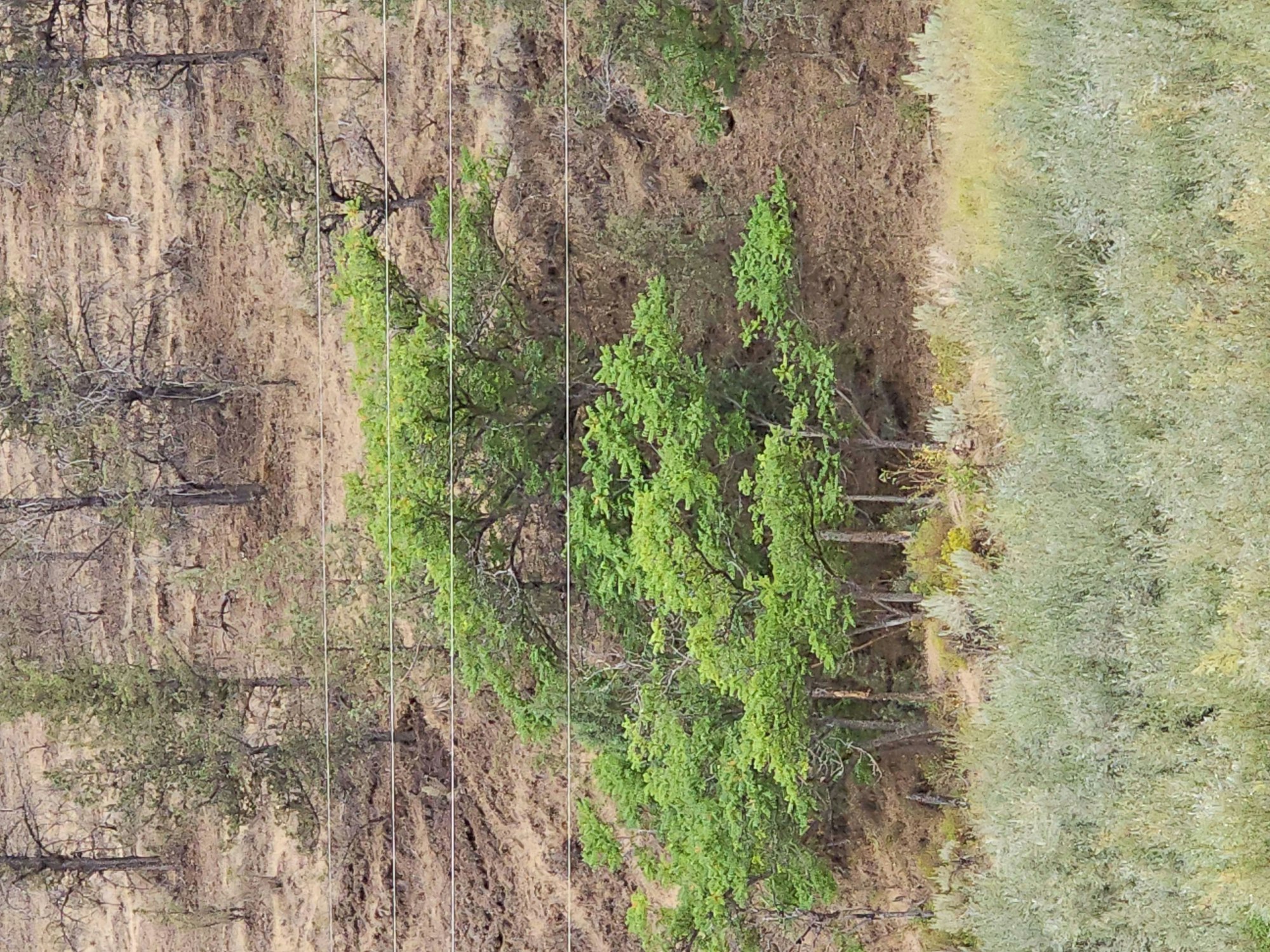 Aerial view of vegetation with green trees and dry ground, possibly a natural boundary between ecosystems.