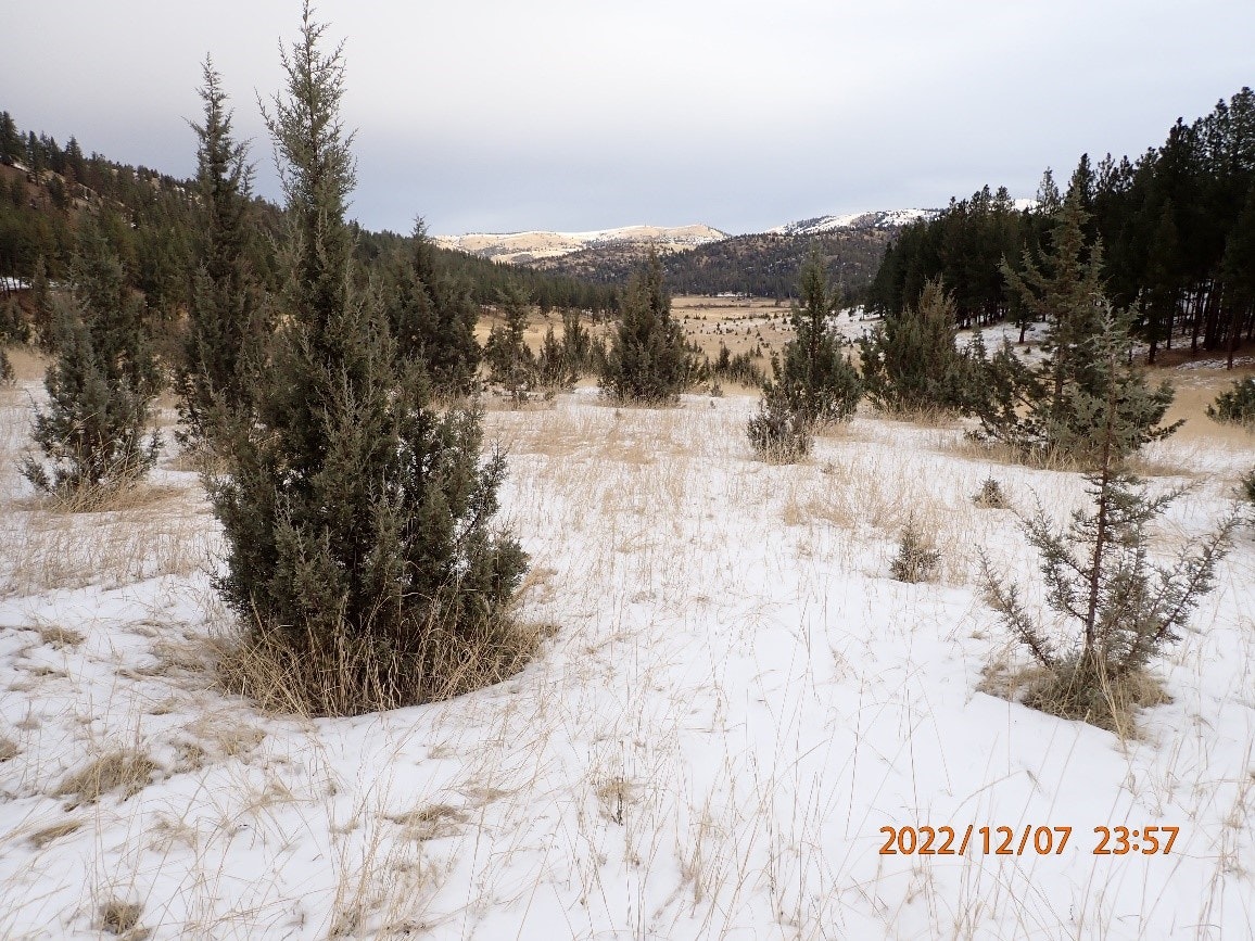May contain: plant, tree, fir, vegetation, pine, nature, outdoors, wilderness, conifer, and grass