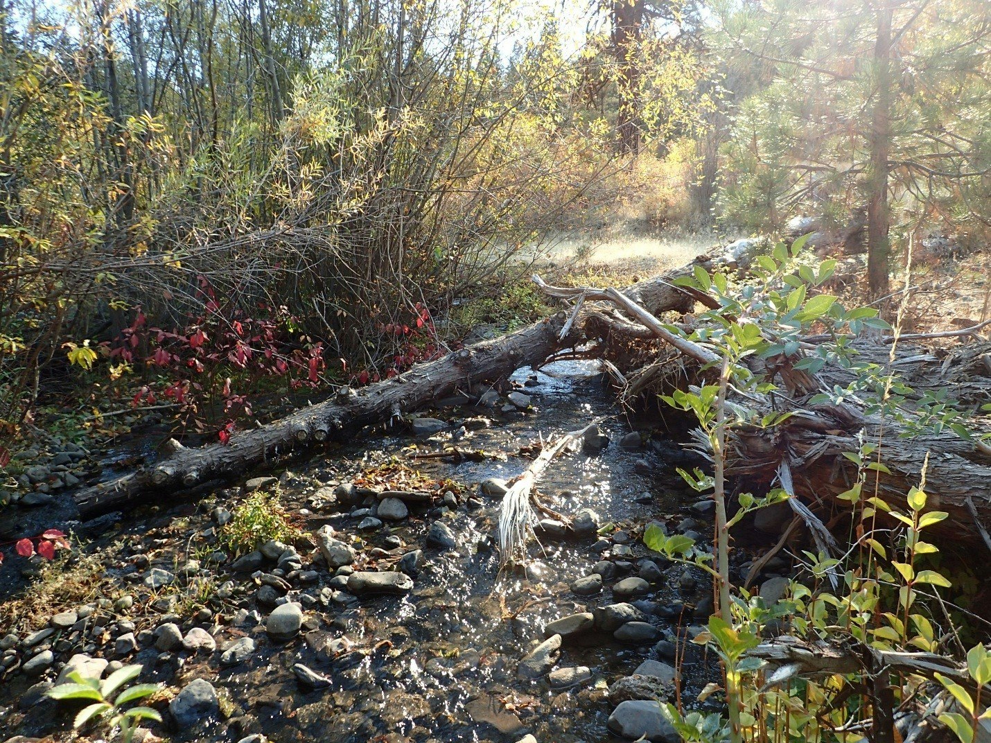 A serene forest stream with sunlight filtering through trees, a fallen log across the water, rocks, and autumn foliage.