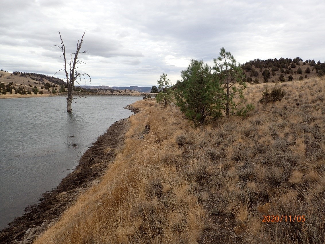 A barren tree by a lake, grassy shoreline, pine trees, and rolling hills under cloudy skies.