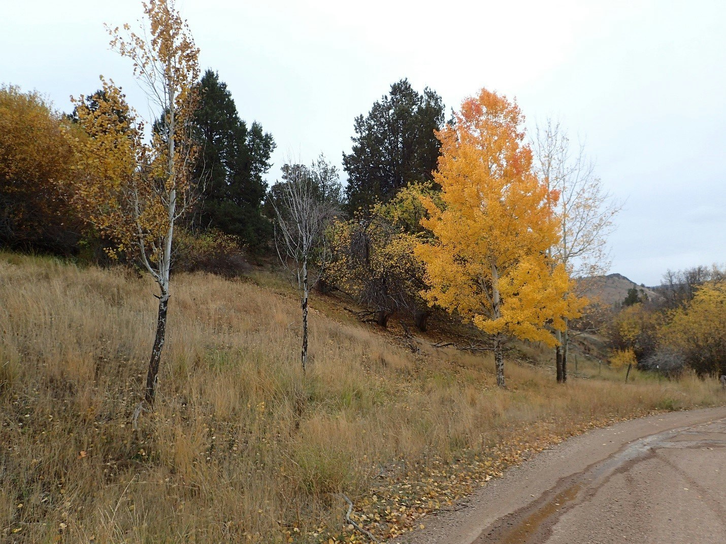 Autumn landscape with colorful trees and a dirt road.