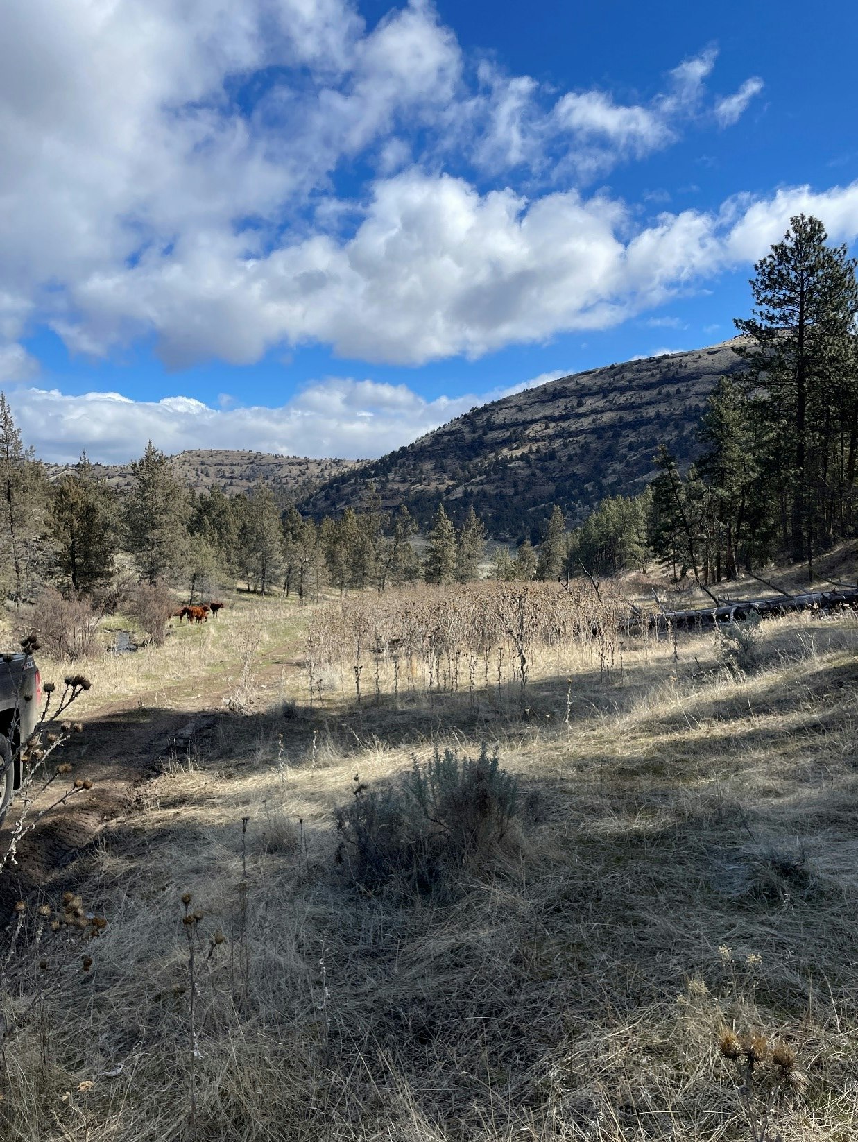 A sideways image of a scenic landscape with a mountain, trees, clear sky, and a path or road with a fence.