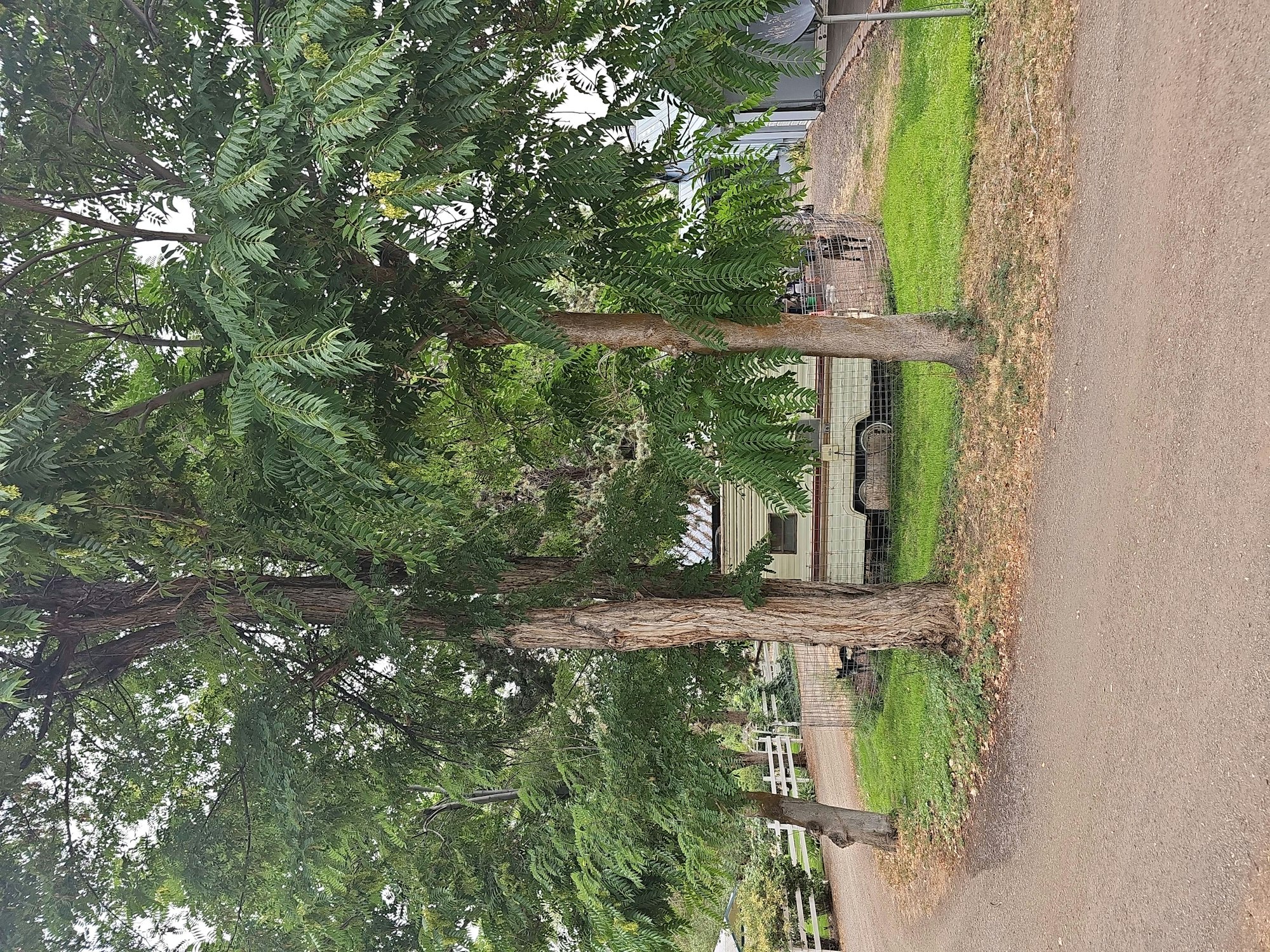 Trees, grass, path, and part of a building, all in a landscaped area. (Image is rotated 90 degrees to the right.)