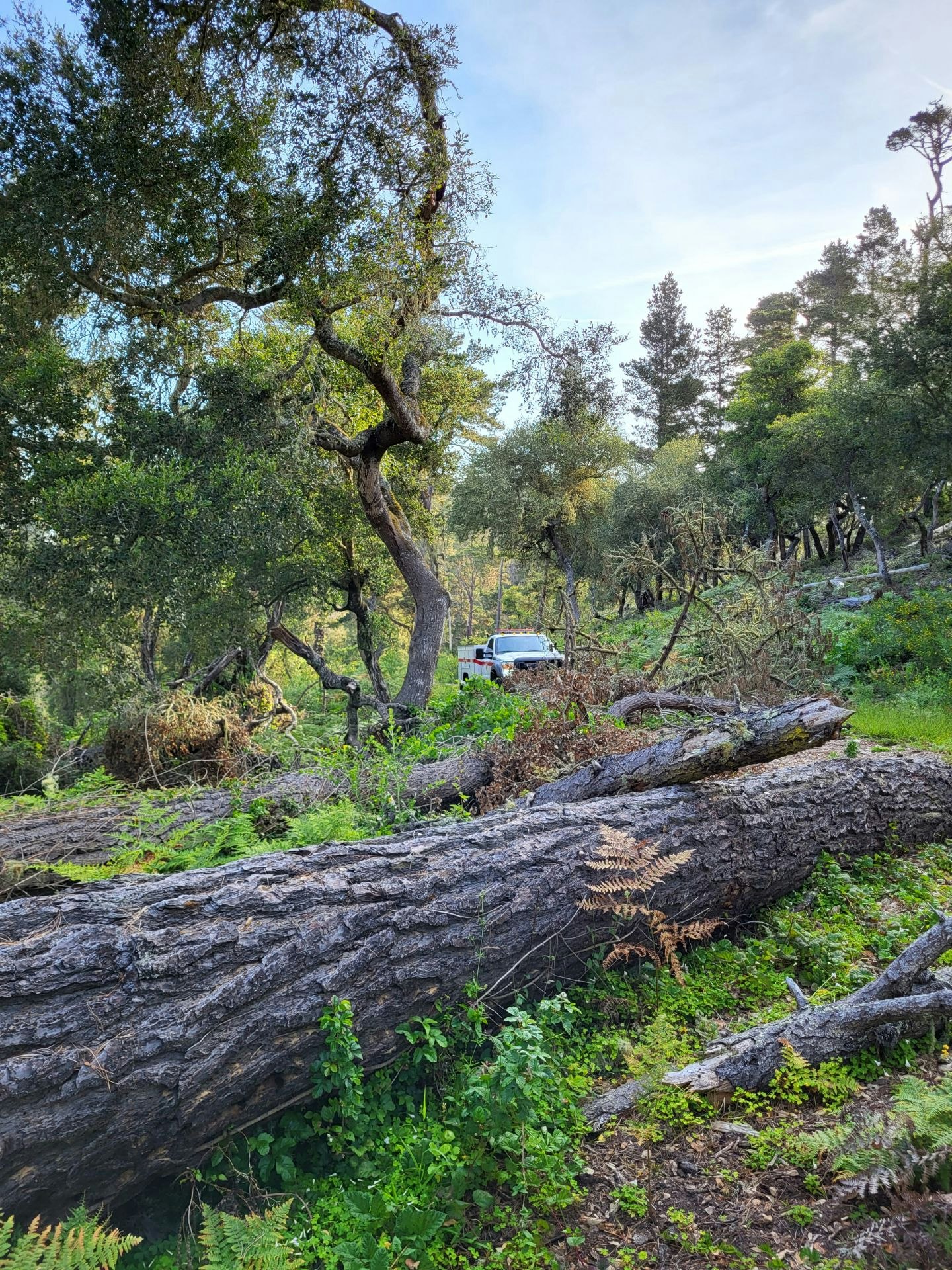A scenic forest with lush greenery, fallen trees, and a vehicle in the background, under a clear sky.