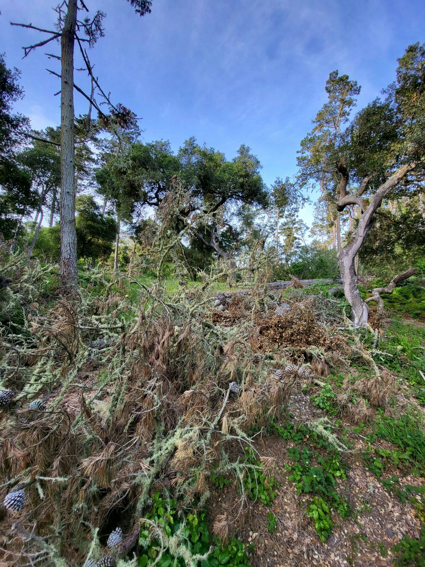A wooded area with a mix of trees, mossy branches, and pinecones scattered on the ground under a clear blue sky.