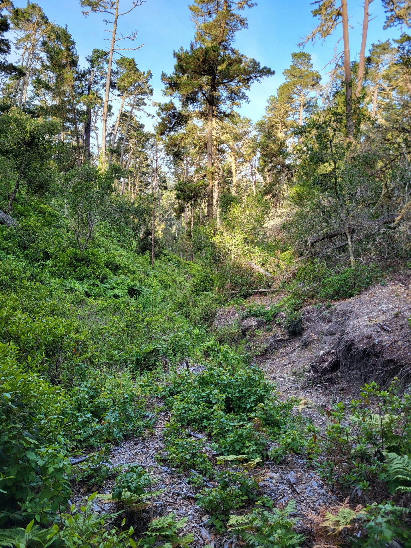 A lush green forest scene with tall trees, dense underbrush, and a clear blue sky peeking through.
