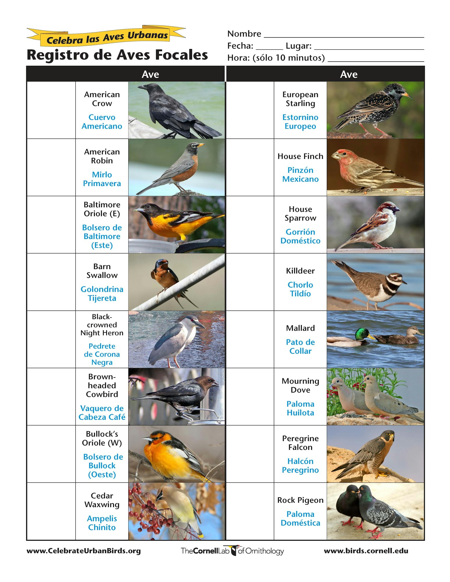 A birdwatching checklist featuring various bird species with names in English and Spanish.
