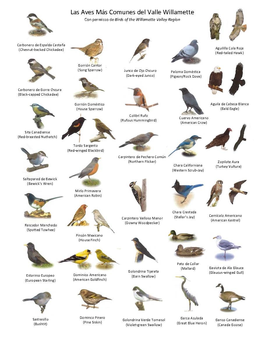 The image shows various common birds of the Willamette Valley, labeled in Spanish and English.