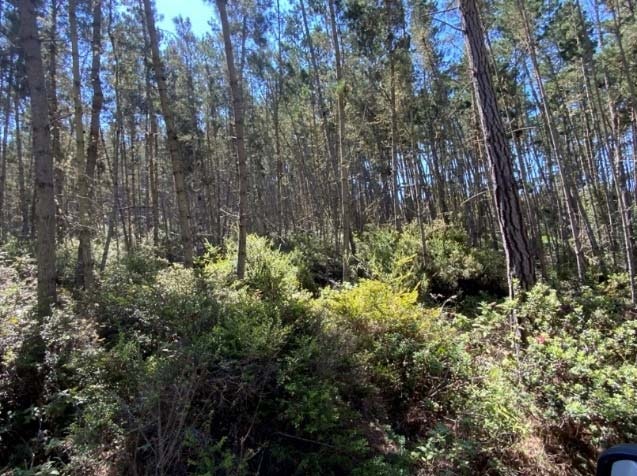A dense forest with tall trees and lush green undergrowth under a clear blue sky.