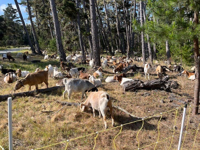A herd of goats grazing in a forested area surrounded by trees and a yellow fence.