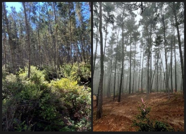 Two forest images side by side: one sunny with dense foliage, the other foggy with sparse undergrowth.