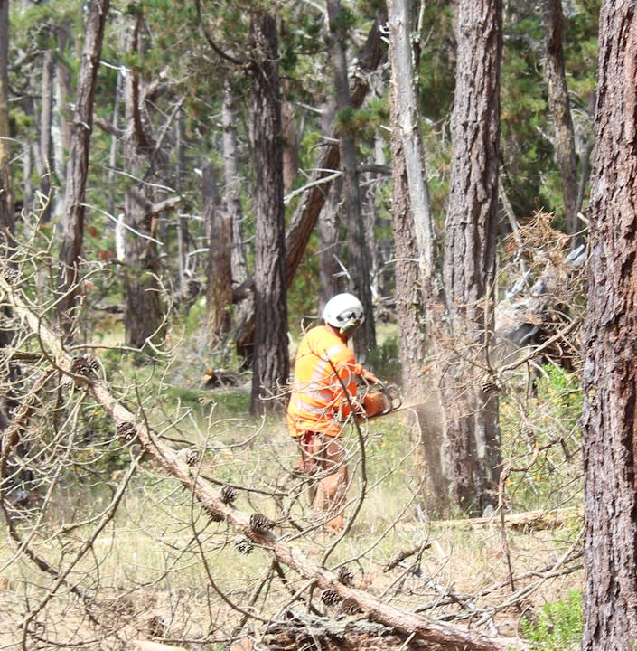 A person in an orange outfit and helmet uses a chainsaw in a forest.