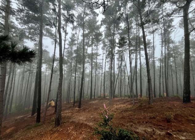 A misty forest with tall, slender trees and a brown, leaf-covered forest floor.