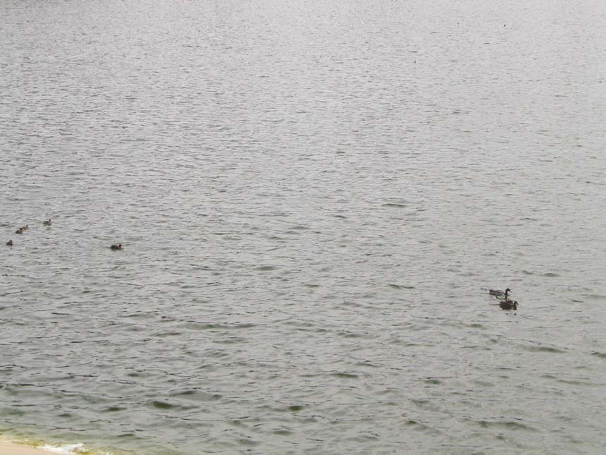 A tranquil body of water with several ducks swimming.