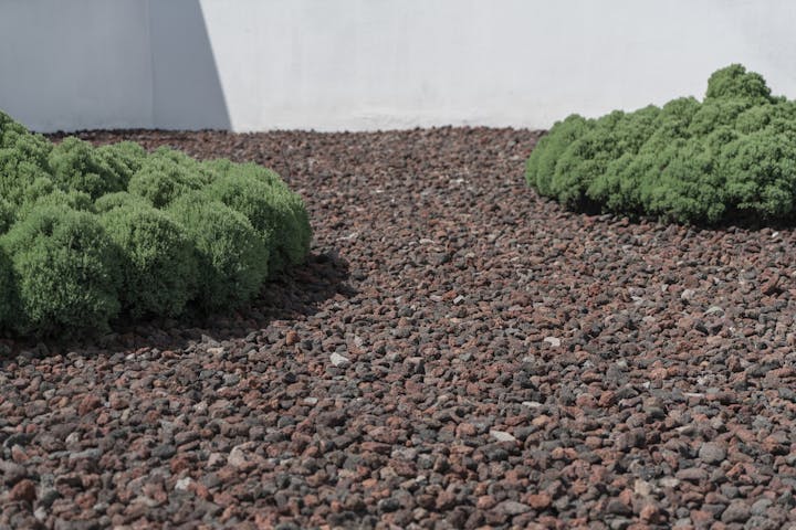 Lush green shrubs surrounded by reddish-brown rocky gravel in front of a white wall.