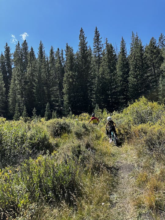 Two mountain bikers on a trail amidst tall pine trees and shrubbery under a clear blue sky.