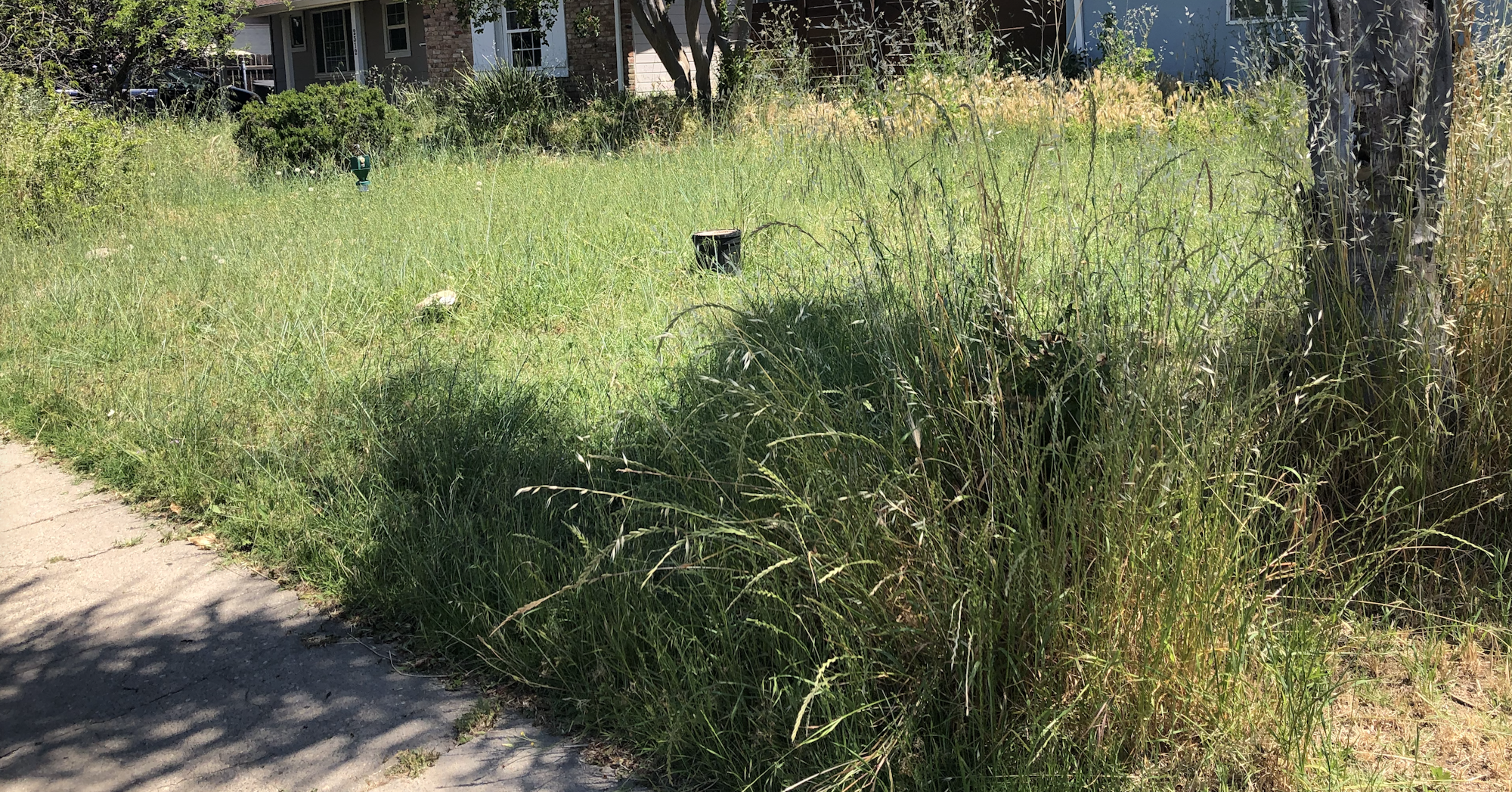 Overgrown yard with tall grass and a sidewalk in front of a house.